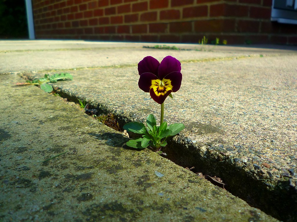 Empresa democrática en clave social – NIAIÁ